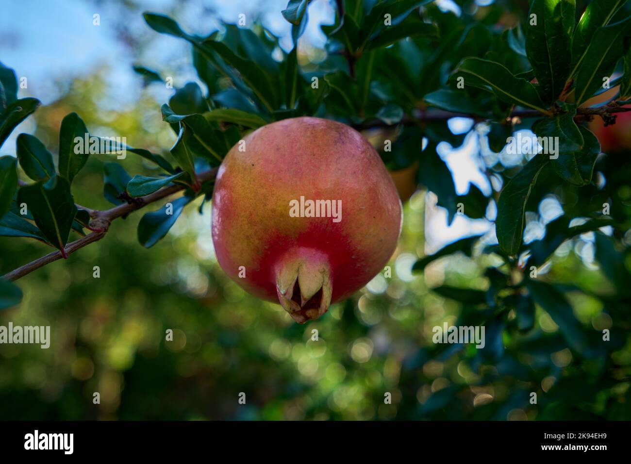 Granatapfel (Punica granatum), Frucht an einem Zweig, Georgien Stock Photo