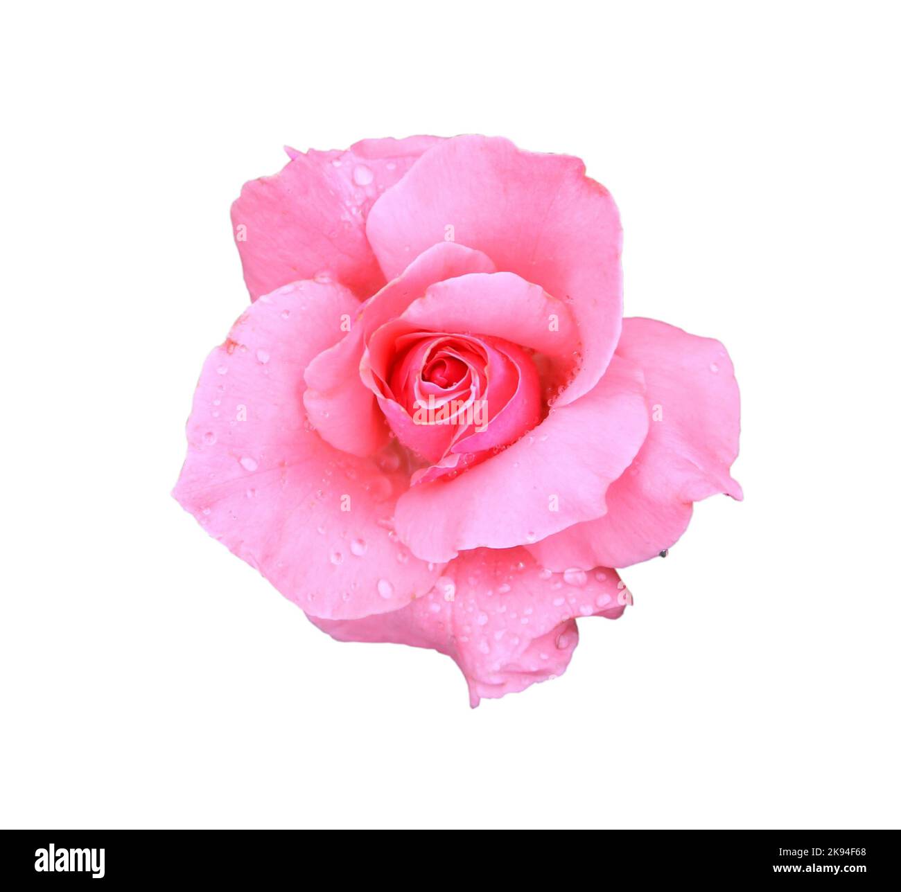 Pink rose close-up isolated on white background Stock Photo - Alamy