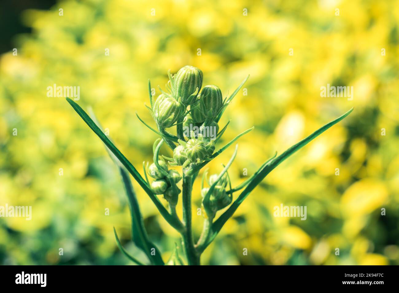A shallow focus shot of a Crepis tectorum with blur yellow background with sunlight Stock Photo