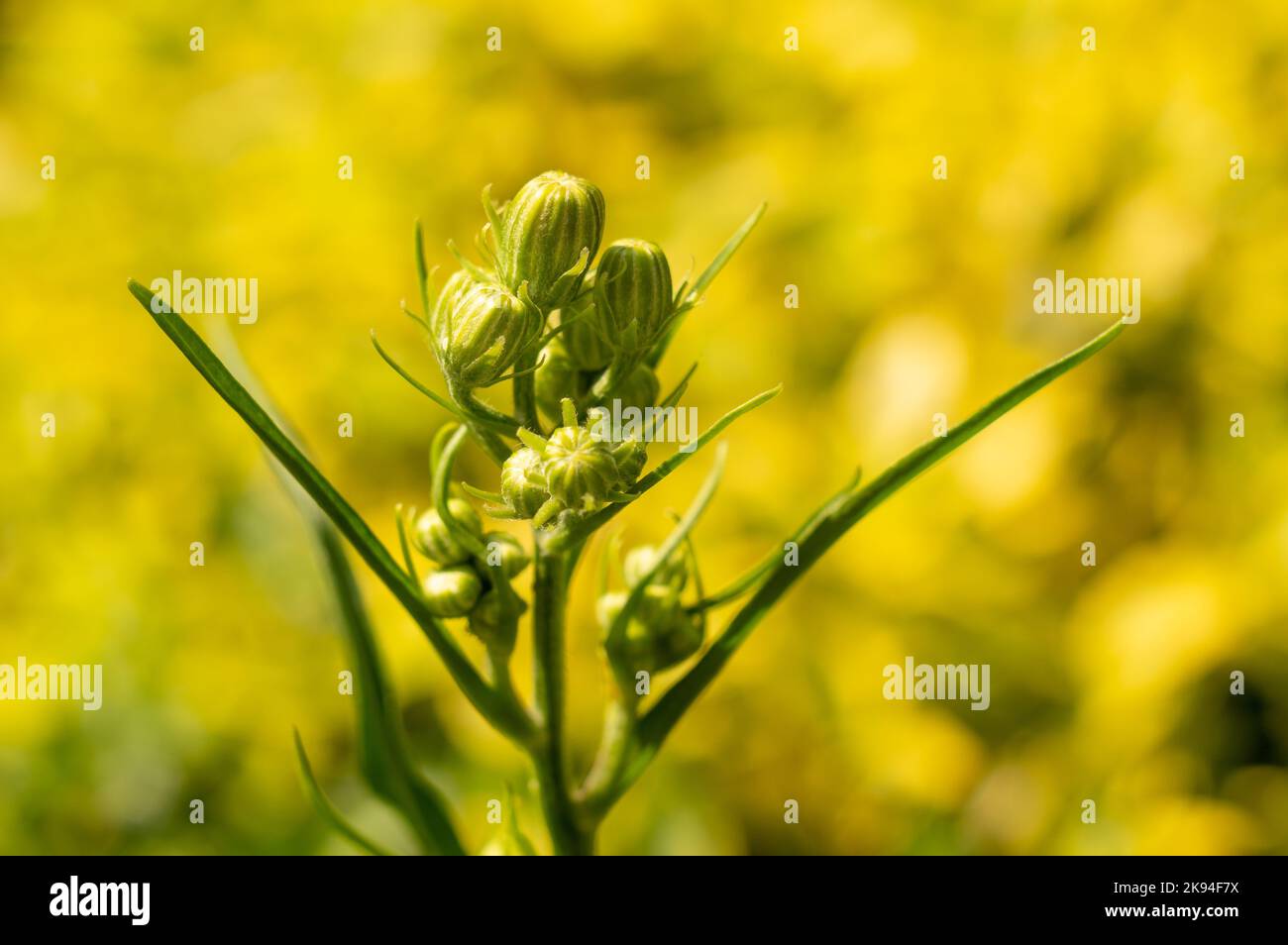 A shallow focus shot of a Crepis tectorum with blur yellow background in the garden Stock Photo