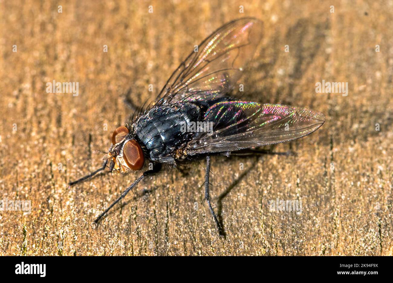 Fliegende Insekten. Fliege Stock Photo