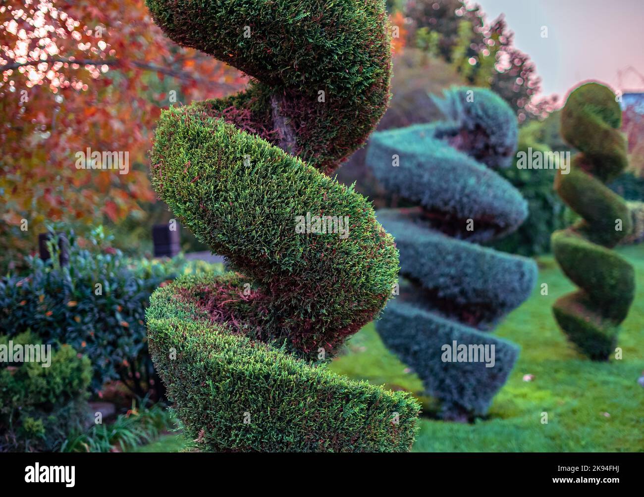 Spiral topiary thuja or thuya trees landscape. Spiral type trimmed. Green and blue thuja or thuya tree also known as '' eastern white cedar '' . Stock Photo