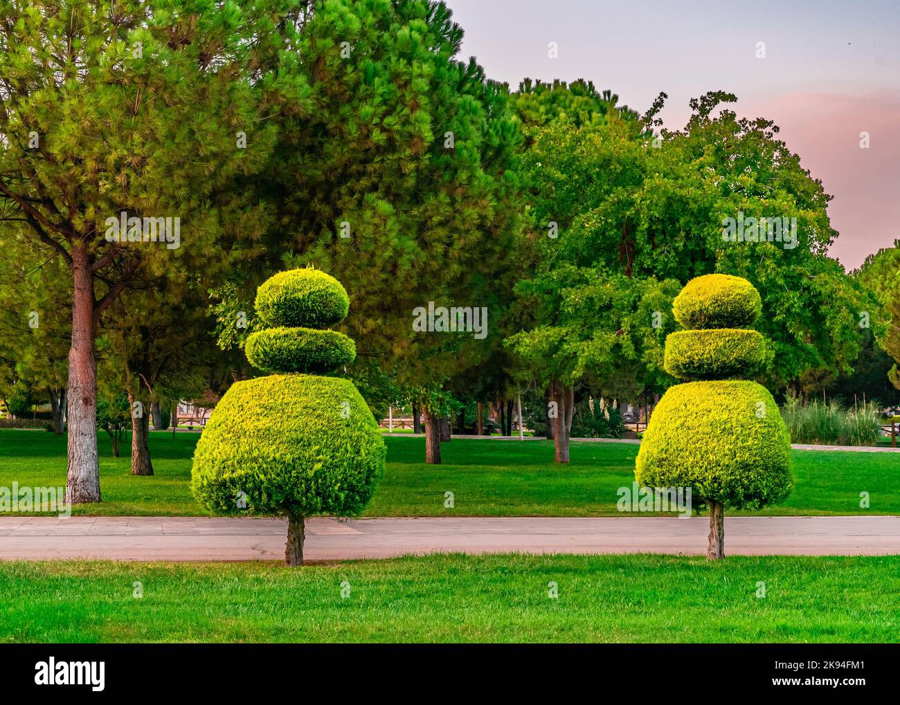 Topiary pine tree landscape with green grass background. Landscape