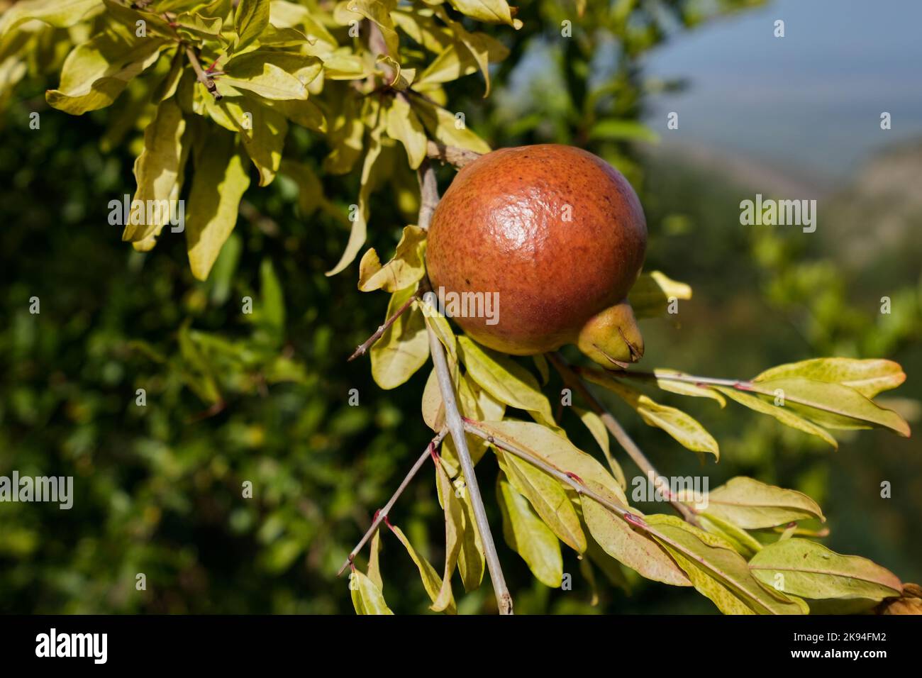 Granatapfel (Punica granatum), Frucht an einem Zweig, Georgien Stock Photo