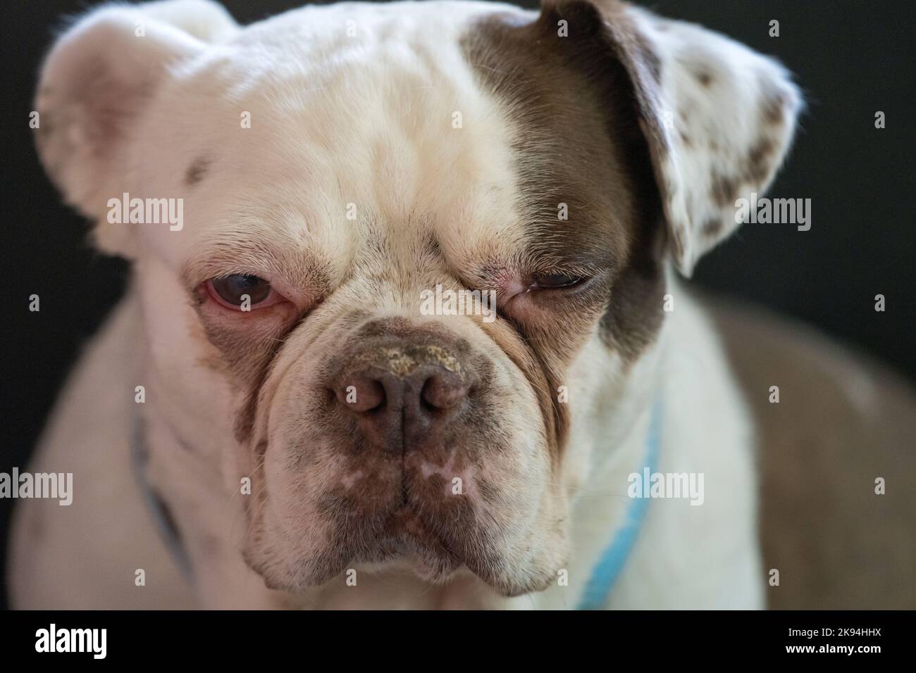 A closeup shot of a English bulldog with a dark background Stock Photo