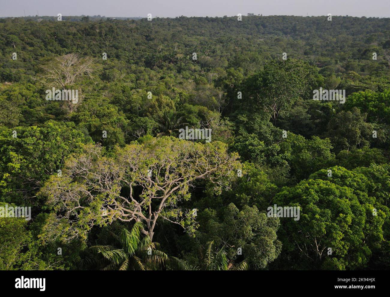 An aerial view shows trees in parts of the Amazon rainforest in Manaus, Amazonas State, Brazil October 24, 2022. REUTERS/Bruno Kelly Stock Photo