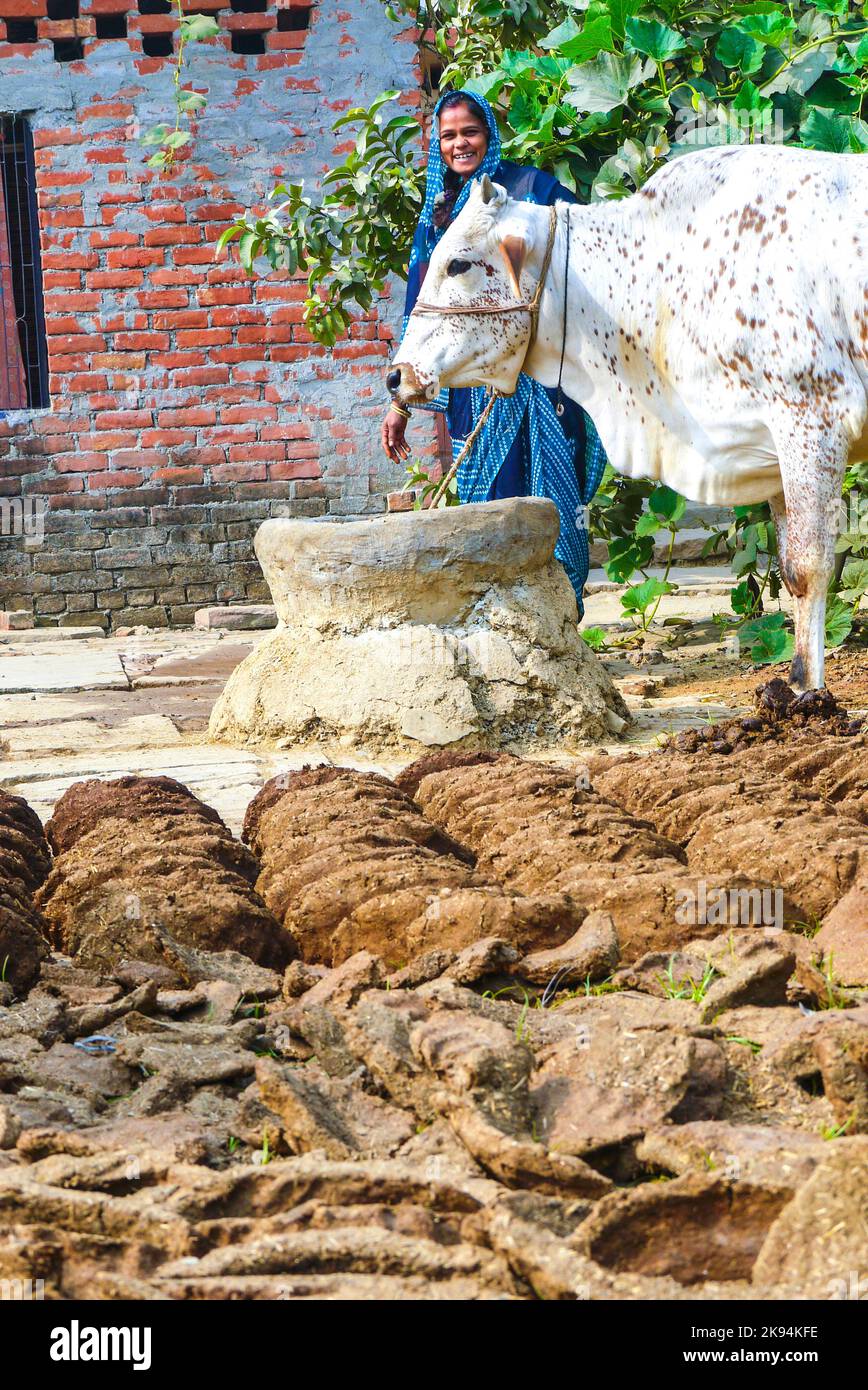 VARANASI, INDIA - OCT 11: woman at her farm with cow dung cakes and her ...