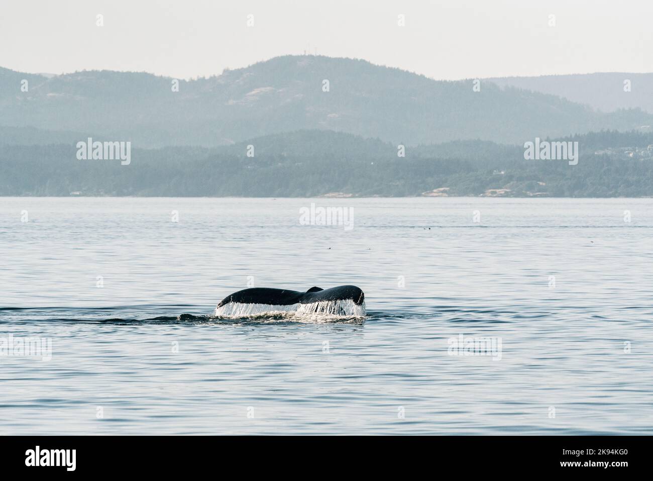 A tail of the humpback whale, swimming underwater Stock Photo - Alamy