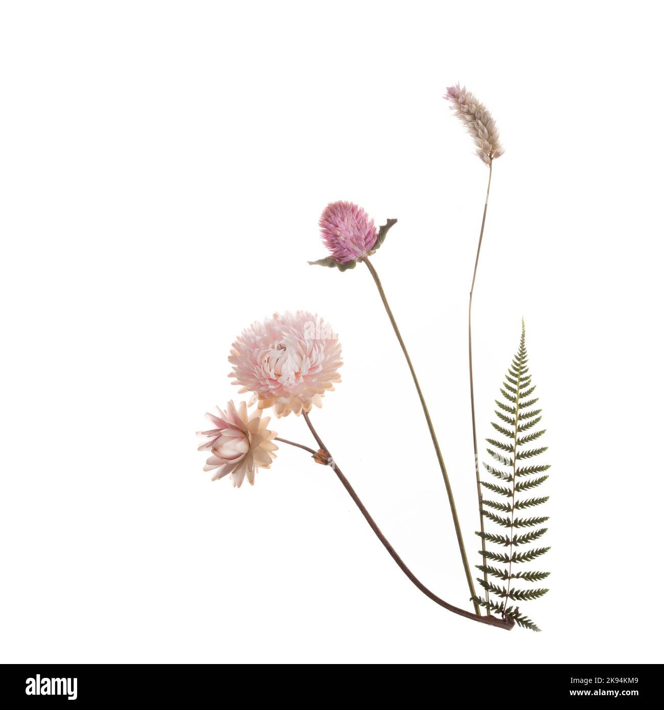 Pink dried flowers isolated on a white background Stock Photo - Alamy