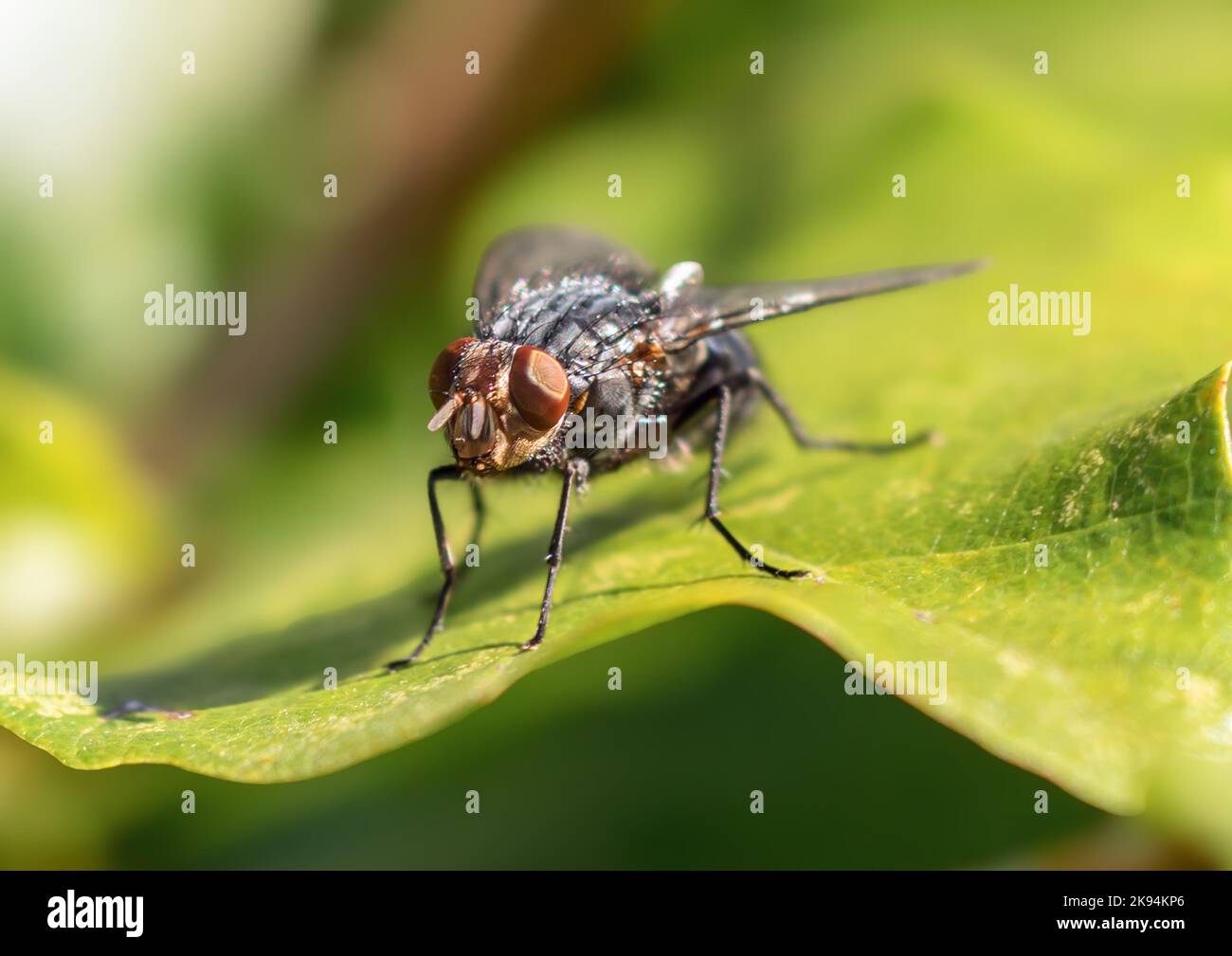 Fliegende Insekten. Fliege auf Blatt Stock Photo