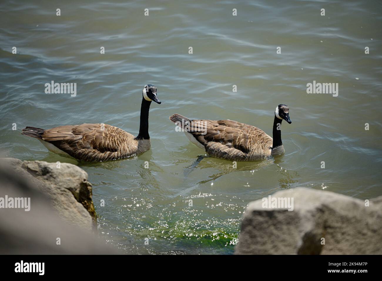 Geese In Water The high-angle view of geese swimming in the water on a sunny day Stock ...