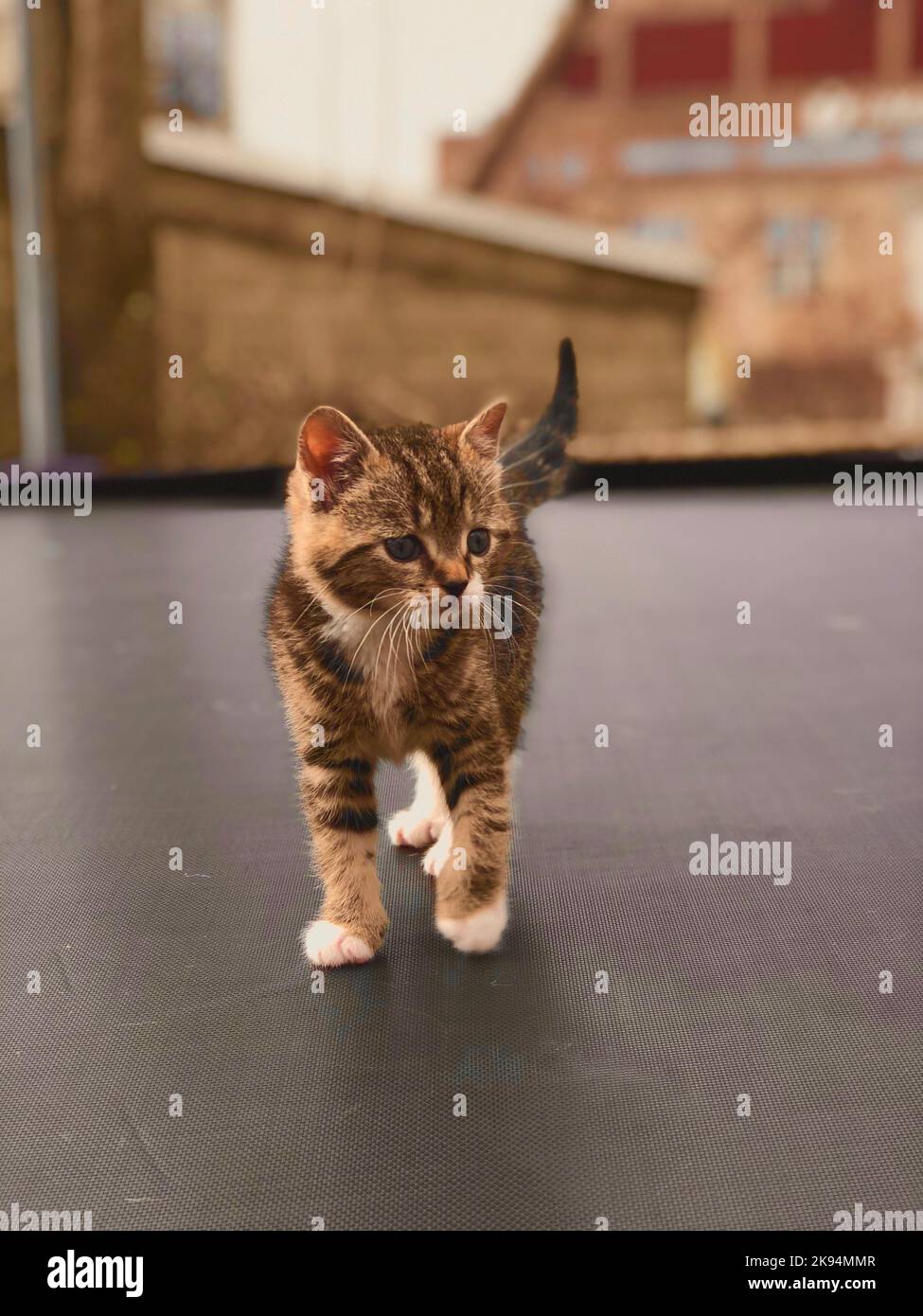 A vertical closeup of a kitten walking on concrete ground on a blurry