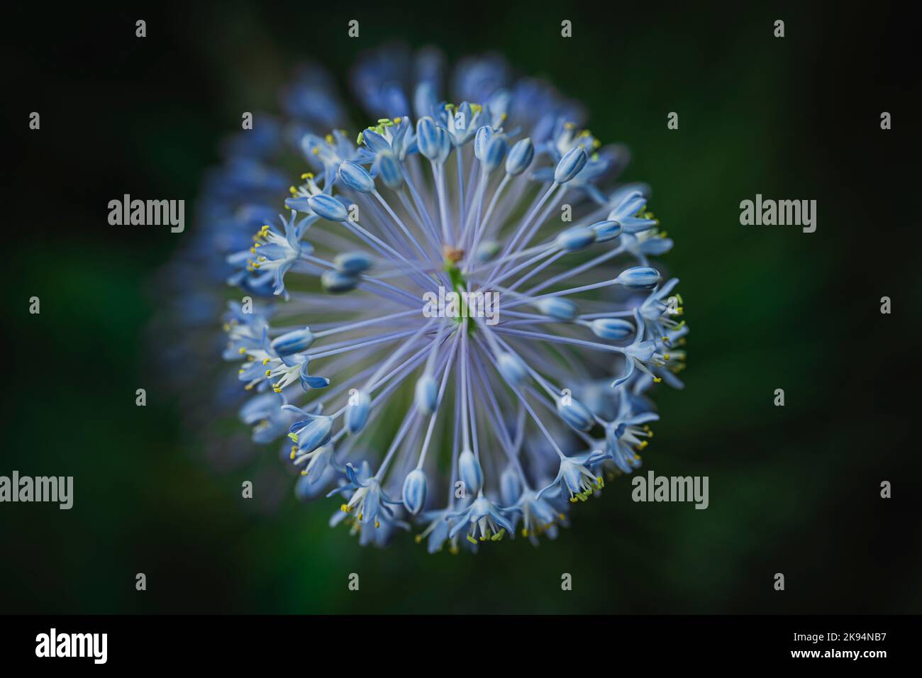 A top view closeup of a blue Allium Azureum bulb Stock Photo