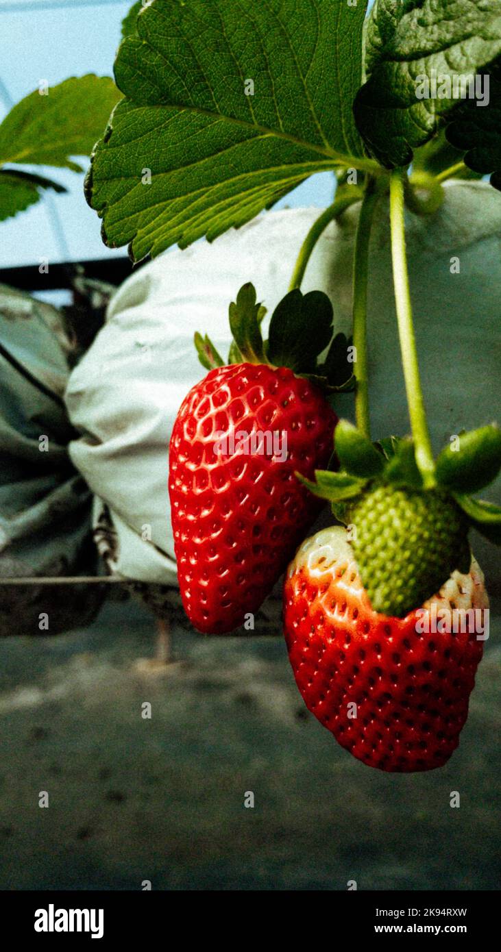 A vertical closeup of strawberries growing in a greenhouse Stock Photo ...