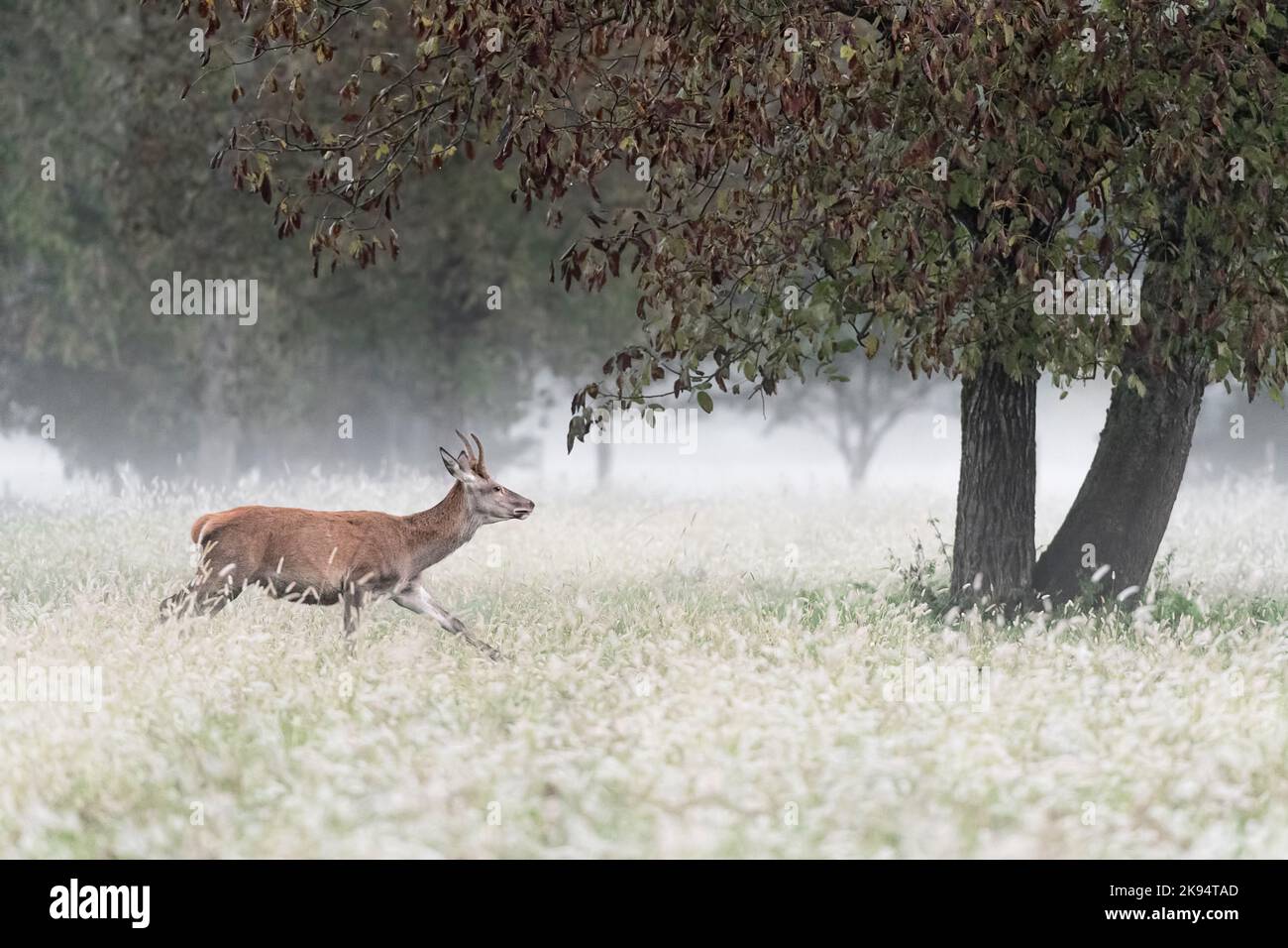 Young deer male wrapped by mist (Cervus elaphus) Stock Photo