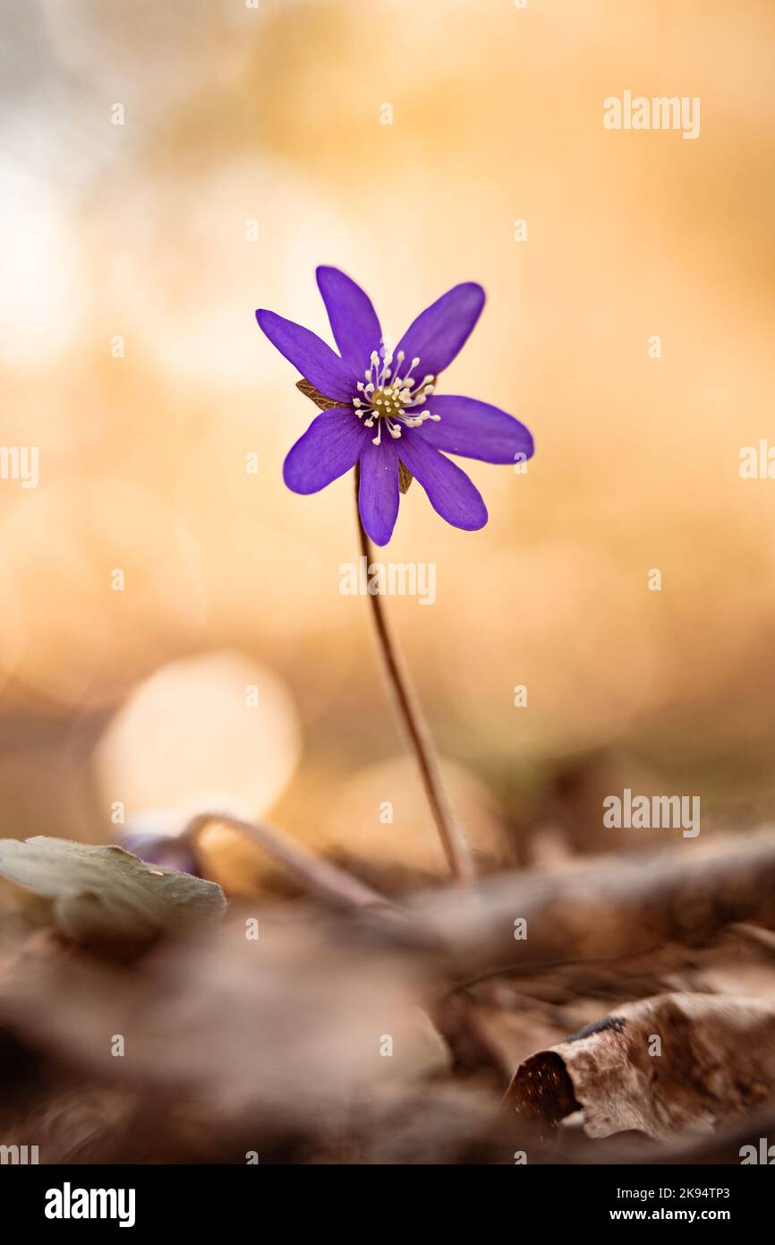 The vertical close-up view of a Hepatica Transsilvanica blooming alone Stock Photo