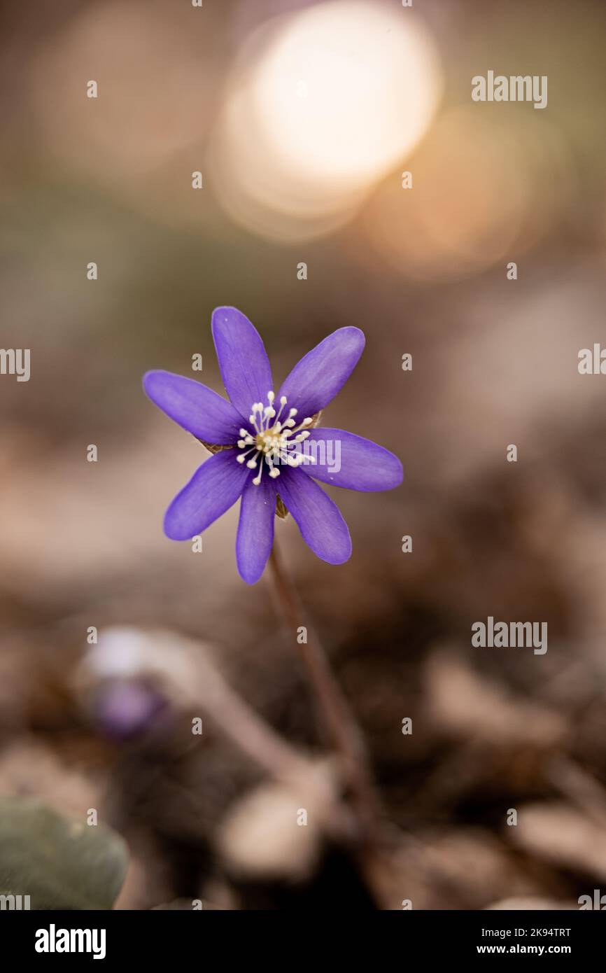 The vertical close-up view of a Hepatica Transsilvanica blooming alone Stock Photo