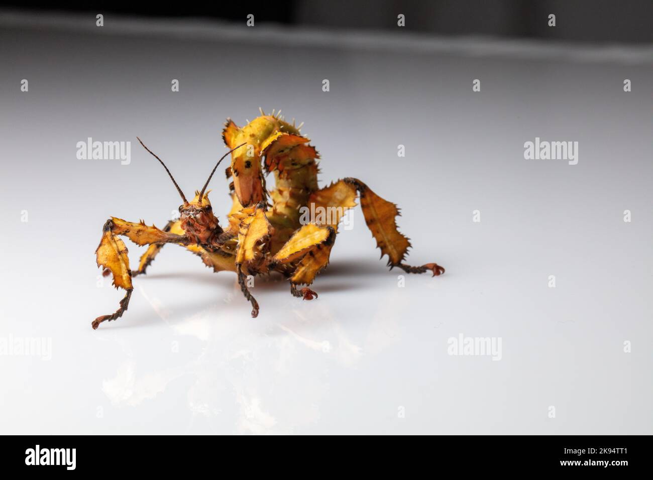Australian leaf insect hi-res stock photography and images - Alamy
