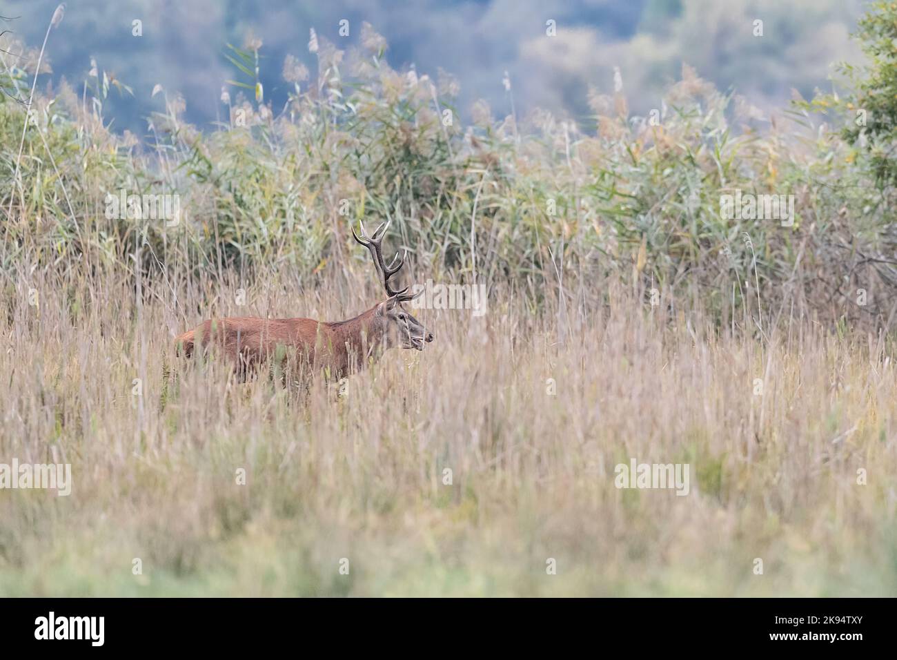 Majestic deer male in the reeds (Cervus elpahus) Stock Photo