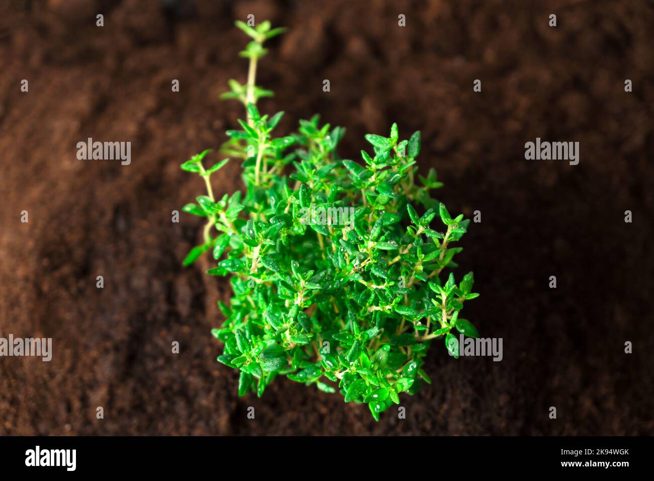 Thyme micro greens on soil .Aromatic herbs Stock Photo Alamy