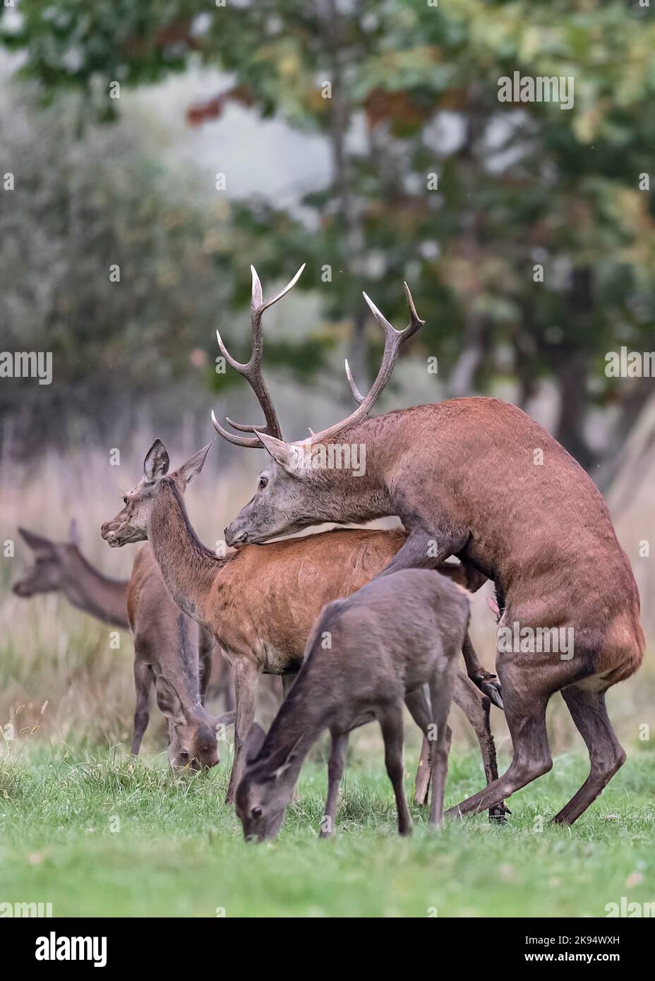 The rutting season, deer in love (Cervus elaphus) Stock Photo