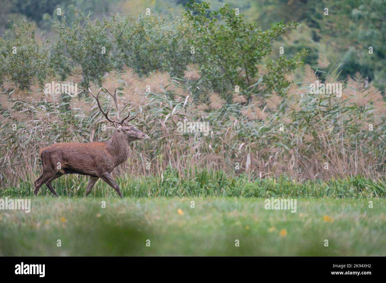 At the edge of the reeds, the red deer male (Cervus elaphus) Stock Photo