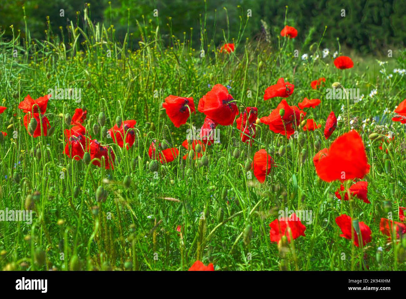 Roter unkraut hi-res stock photography and images - Alamy Roter unkraut hi-res stock photography and images - Alamy