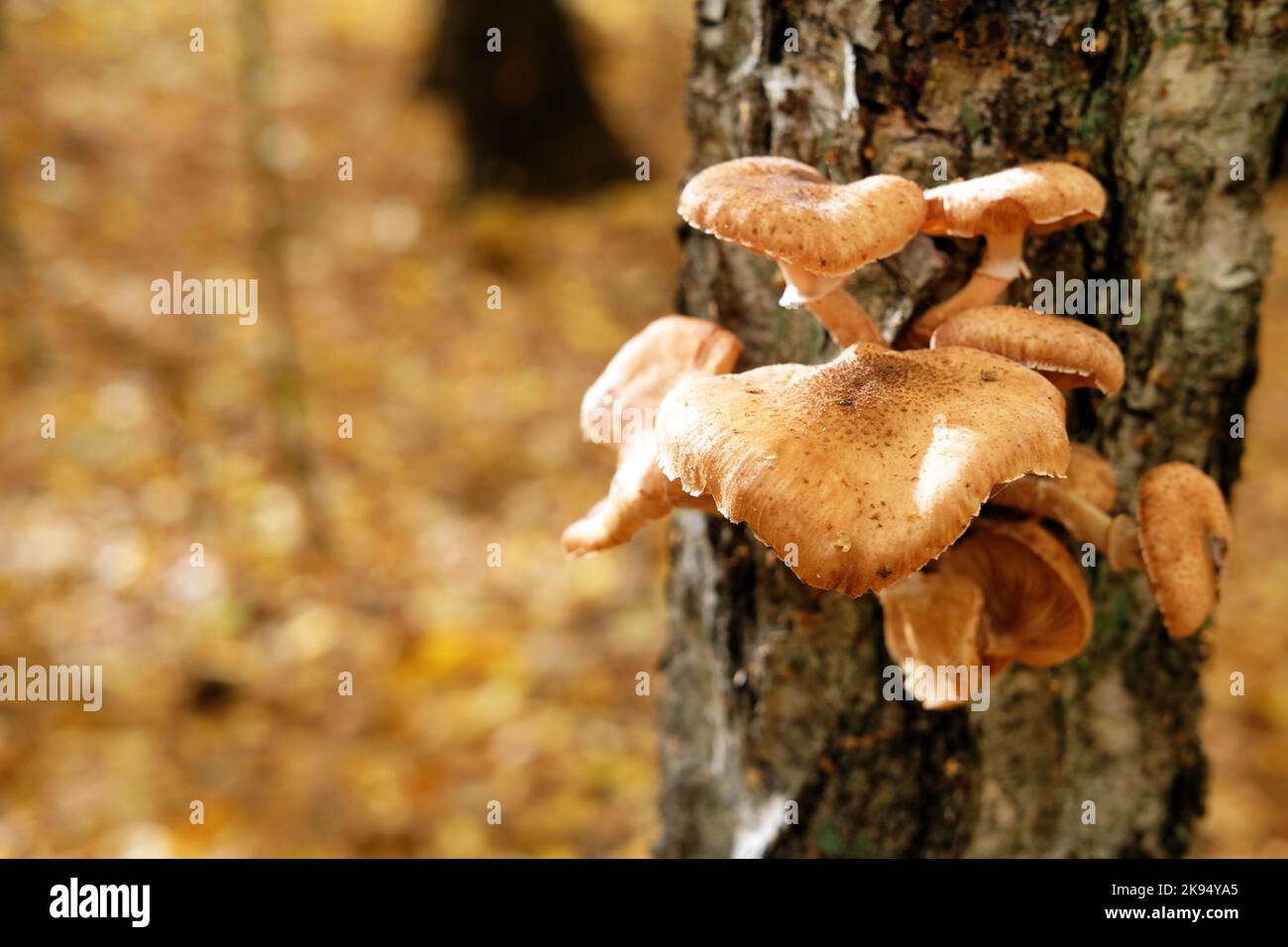 Armillaria mellea (honey fungus) plant pathogen but also edible mushroom growing around tree trunks Stock Photo