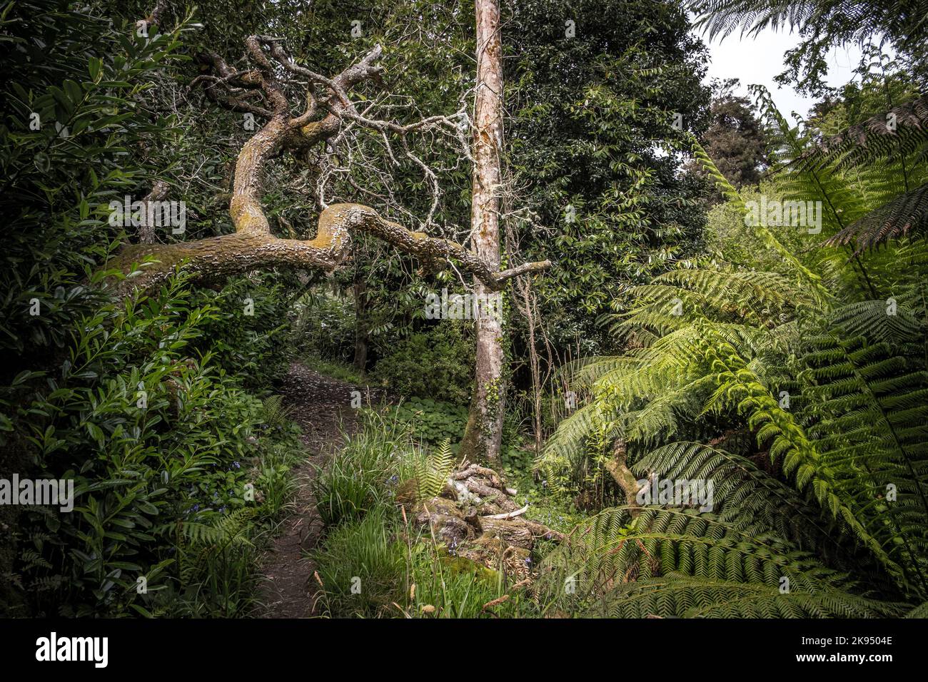 An overgrown footpath in the wild sub-tropical Penjjick Garden in Cornwall.  Penjerrick Garden is recognised as Cornwalls true jungle garden in Englan Stock Photo