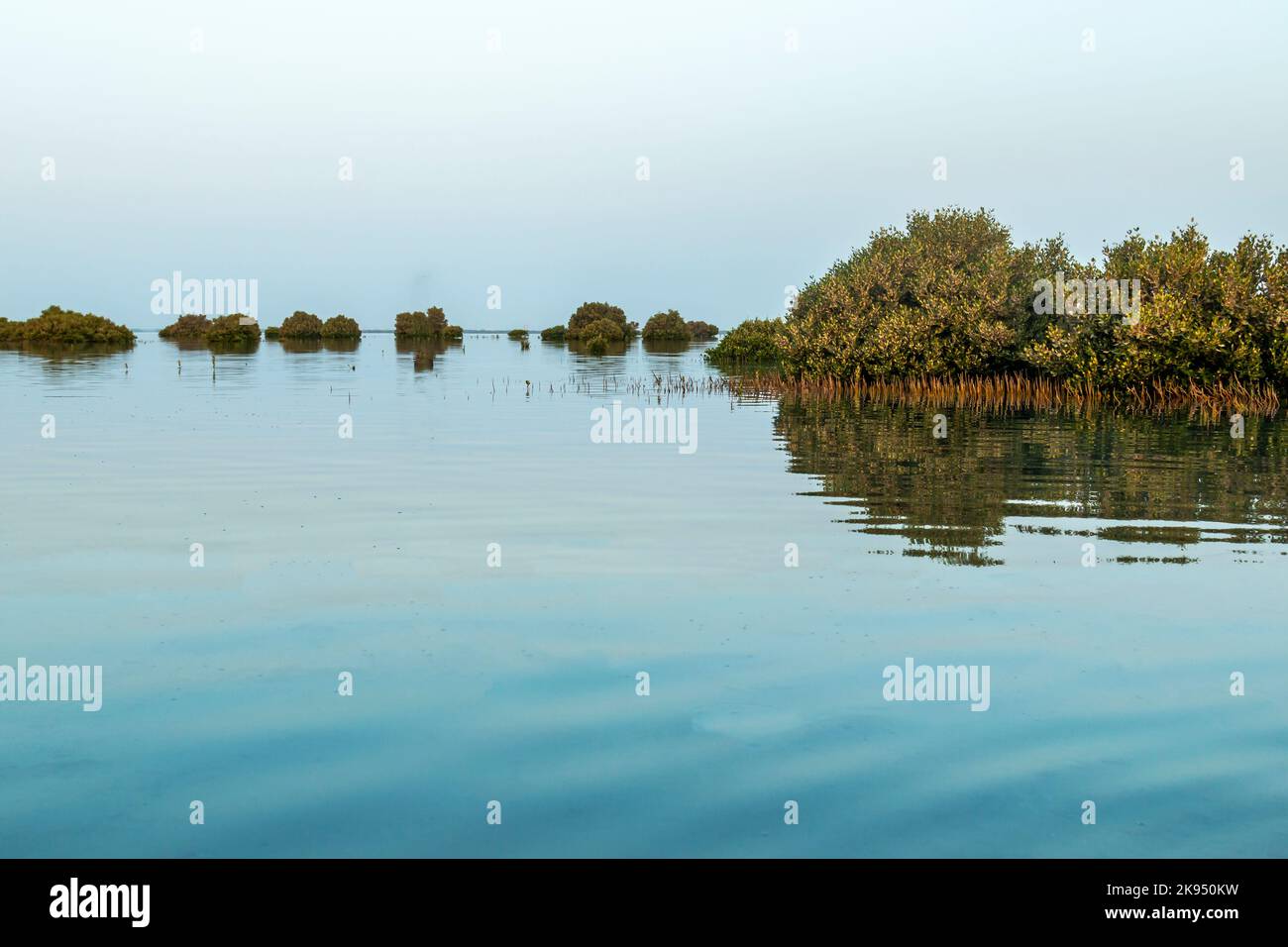 Mangroves from Umm Al Quaiwan, UAE Stock Photo