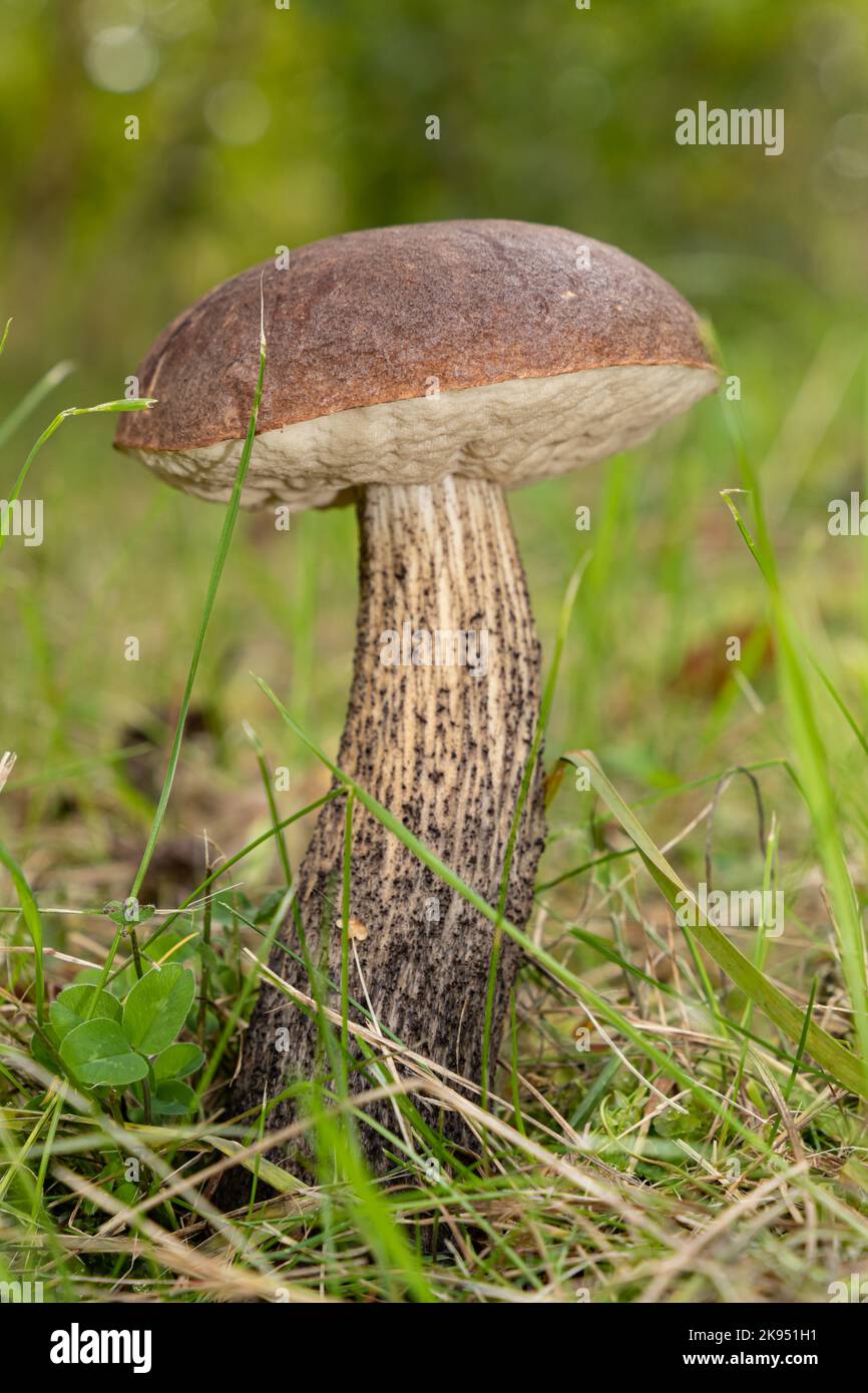 Brown birch bolete. Edible mushroom. Stock Photo