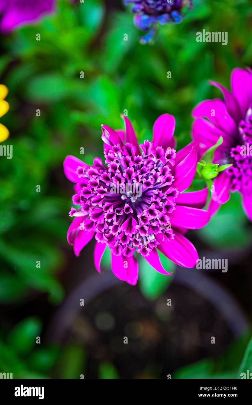 A vertical closeup of a double African daisy captured in a flower garden Stock Photo