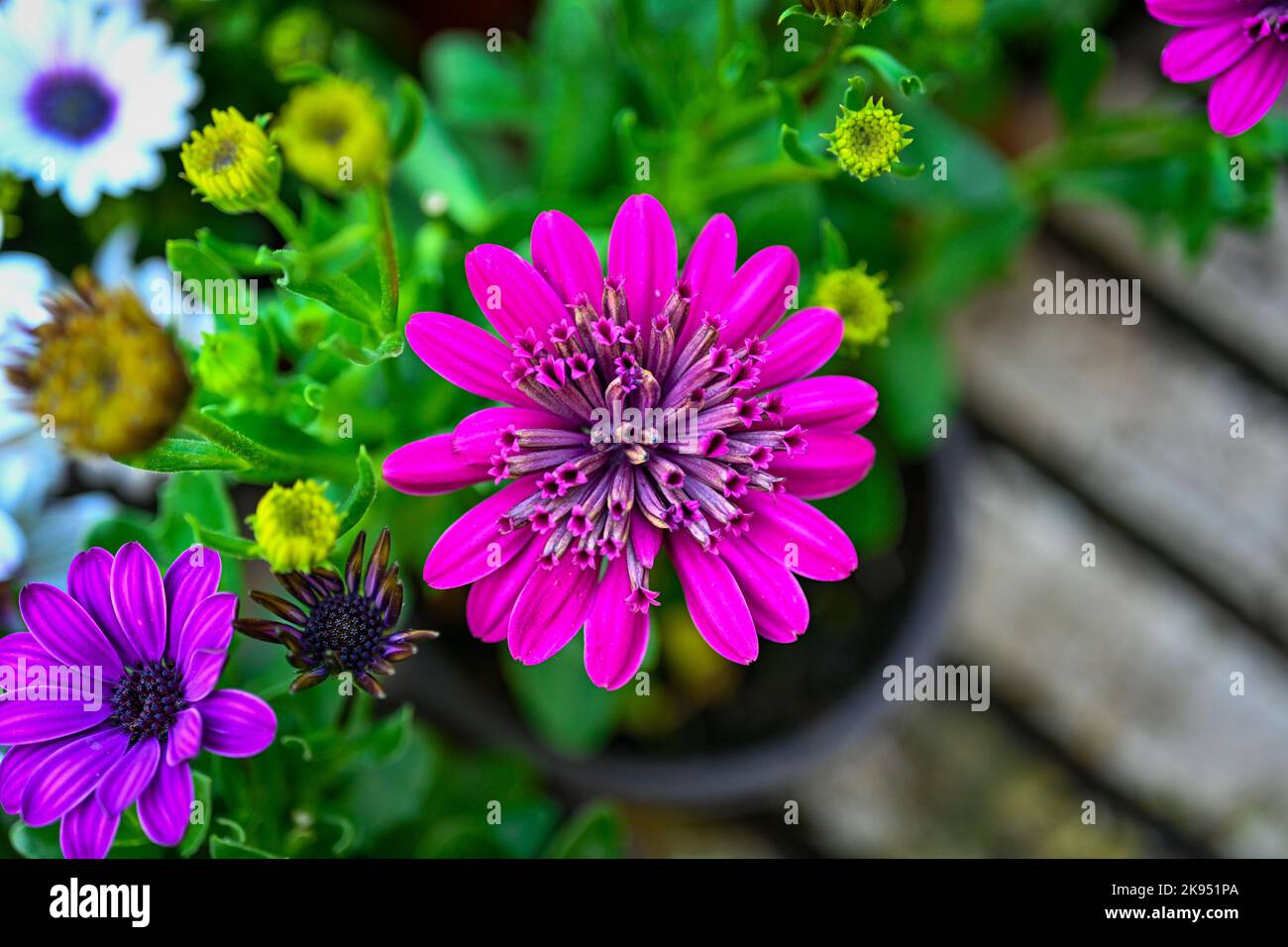 A top view of a delicate double African daisy captured in a flower garden Stock Photo