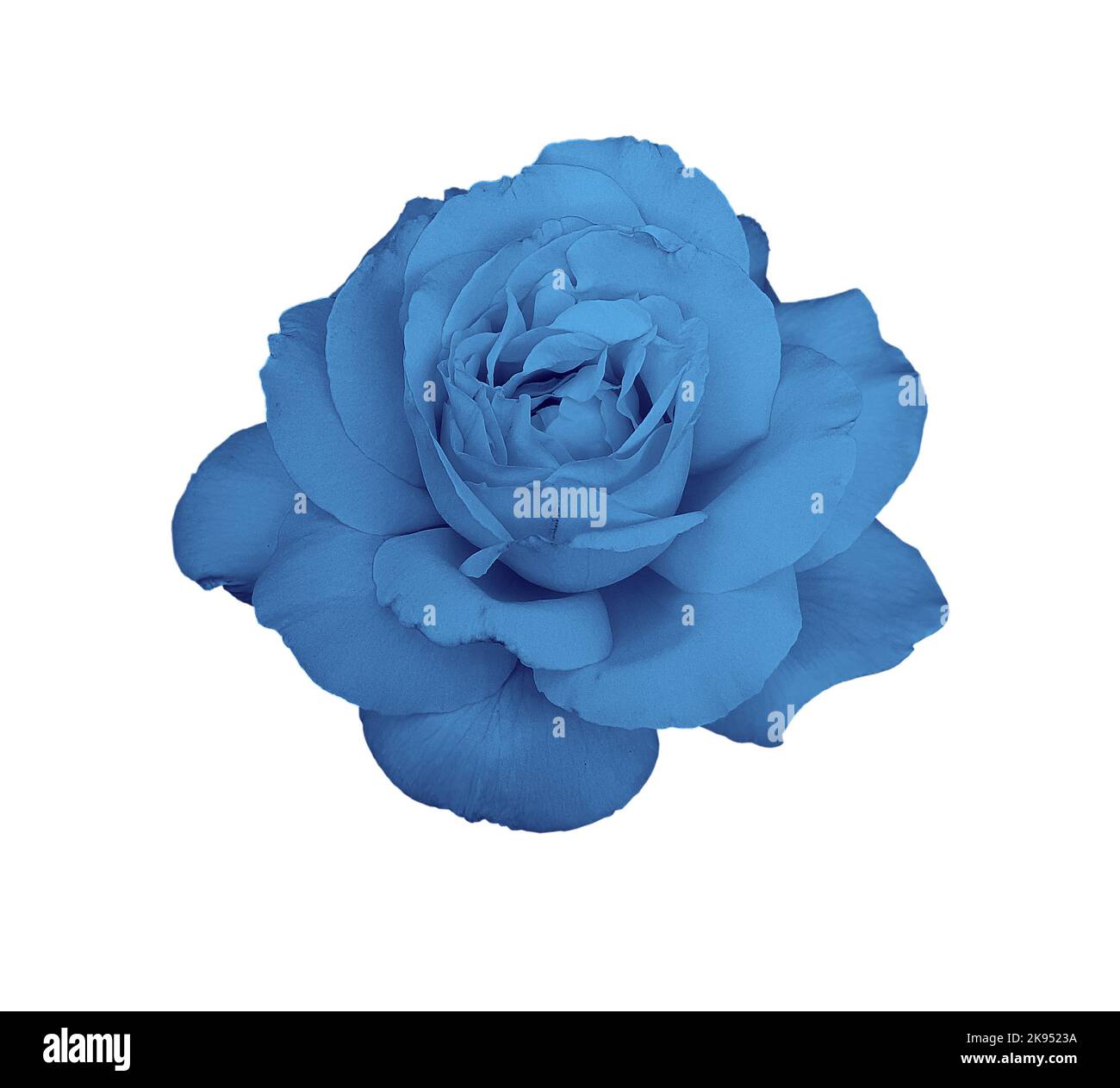 gorgeous blue rose isolated on white background Stock Photo - Alamy