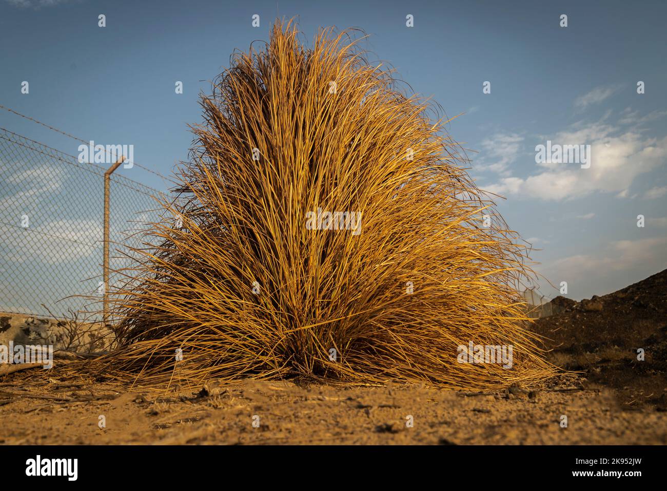 Dead Trees and wooden branches from UAE dams Stock Photo - Alamy