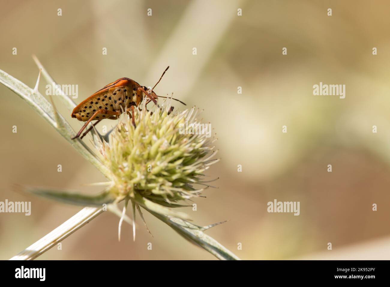 A macro shot of a spotted true bug on a clover flower Stock Photo