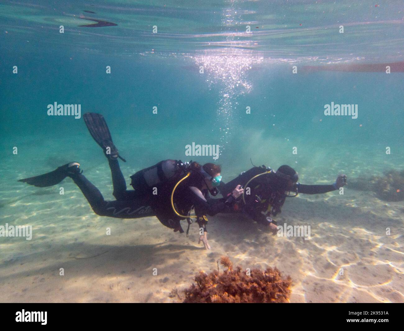 Divers photographing turtles Eastern Mediterranean Sea, Paphos, Cyprus. Stock Photo