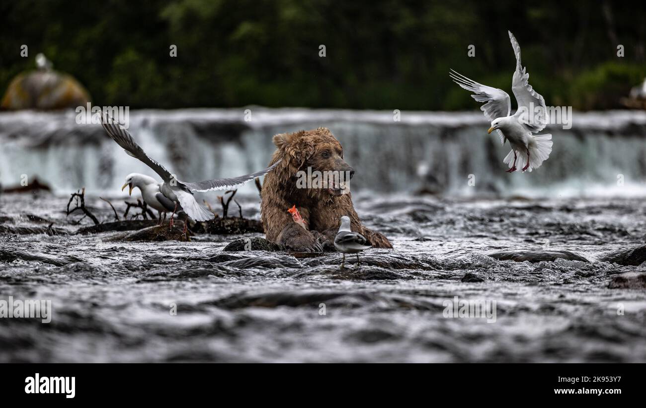 Bears fishing in Alaska, USA Stock Photo