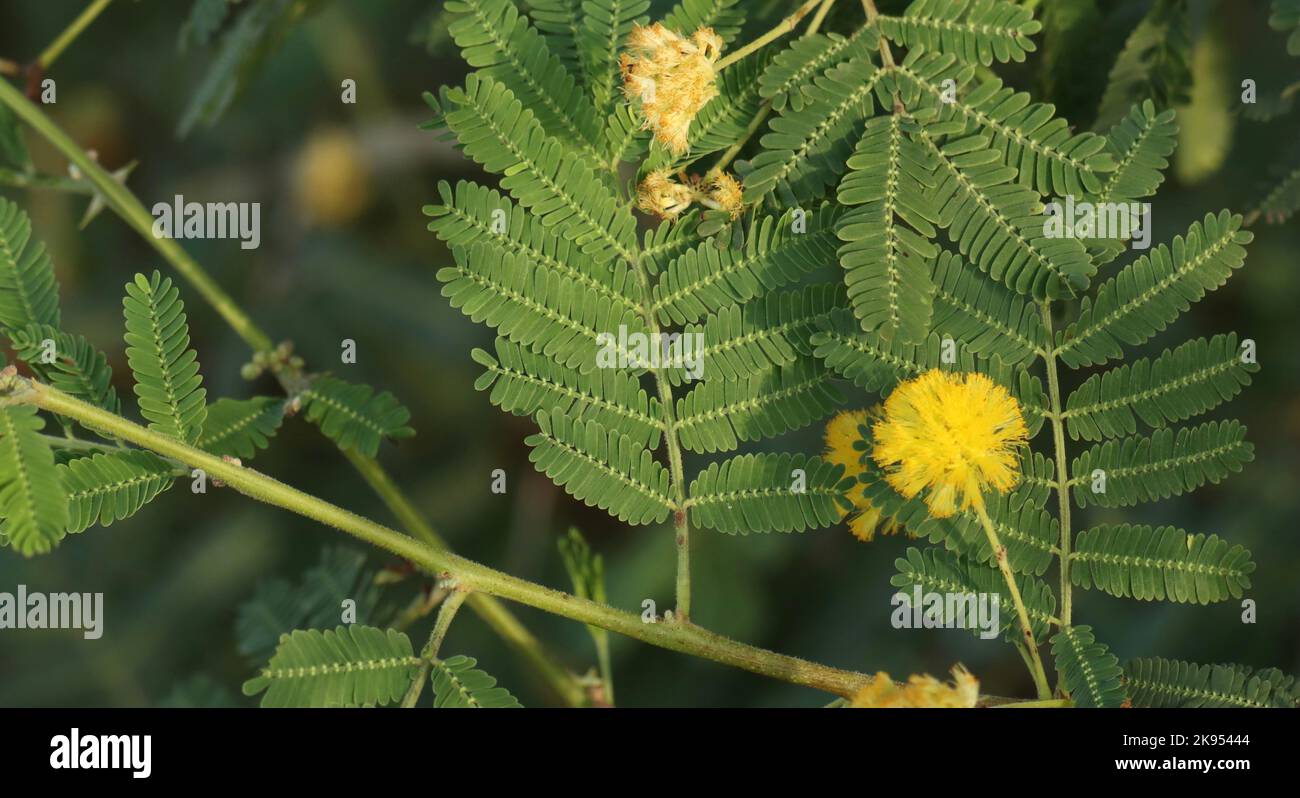 Closeup tree branch of gum arabic. thorn mimosa or thorny acacia or egyptian acacia. green leaf of gum arabic. herbal medicine. nature background. Stock Photo