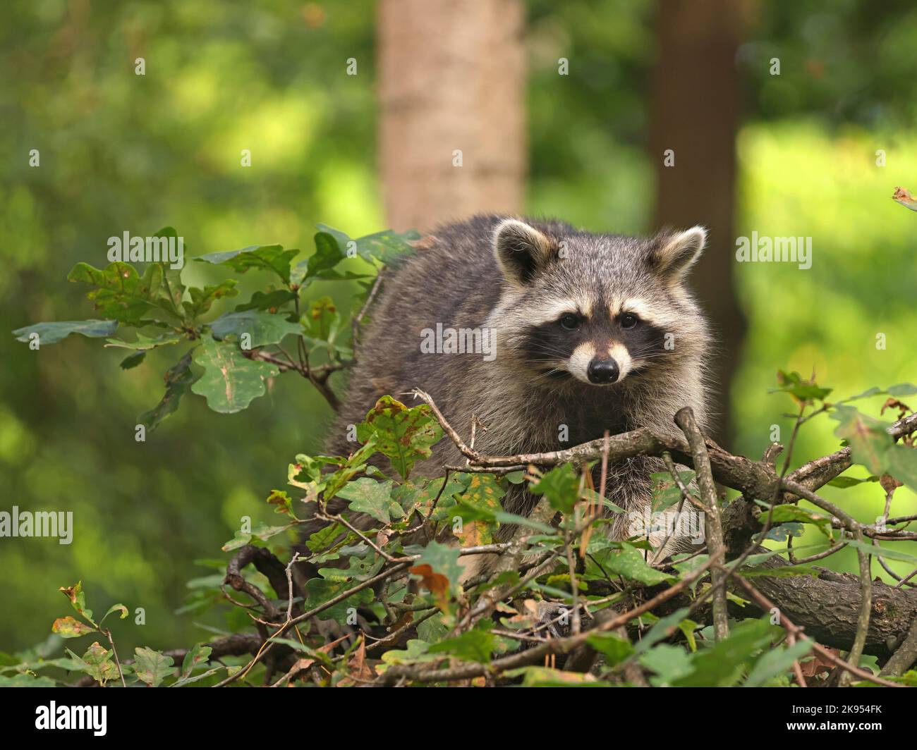 common raccoon (Procyon lotor), stands on a branch, Germany Stock Photo