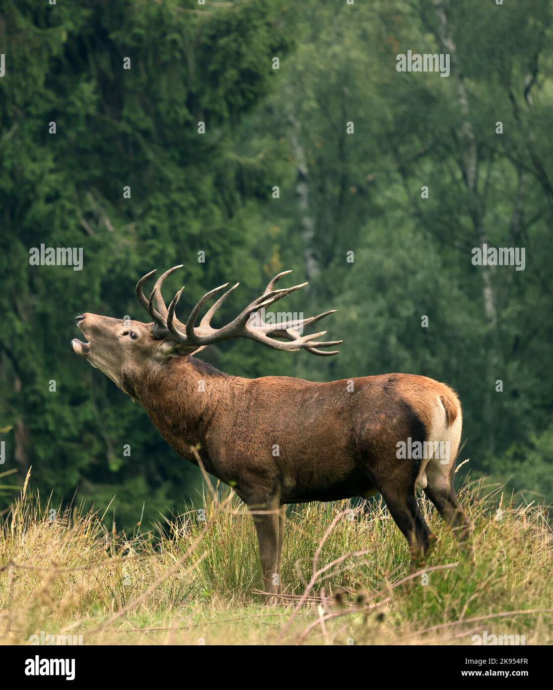 red deer (Cervus elaphus), roaring stag at the edge of a clearing, Germany Stock Photo