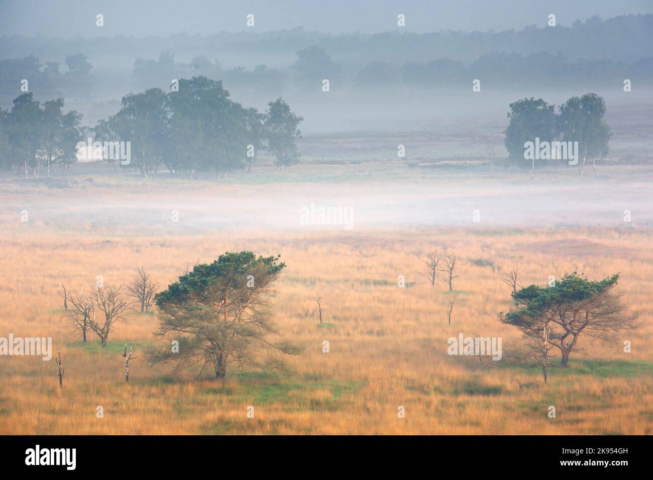 fog covers the heathland, aerial view, Belgium, Antwerp, Kalmthout, Kalmthoutse heide Stock Photo