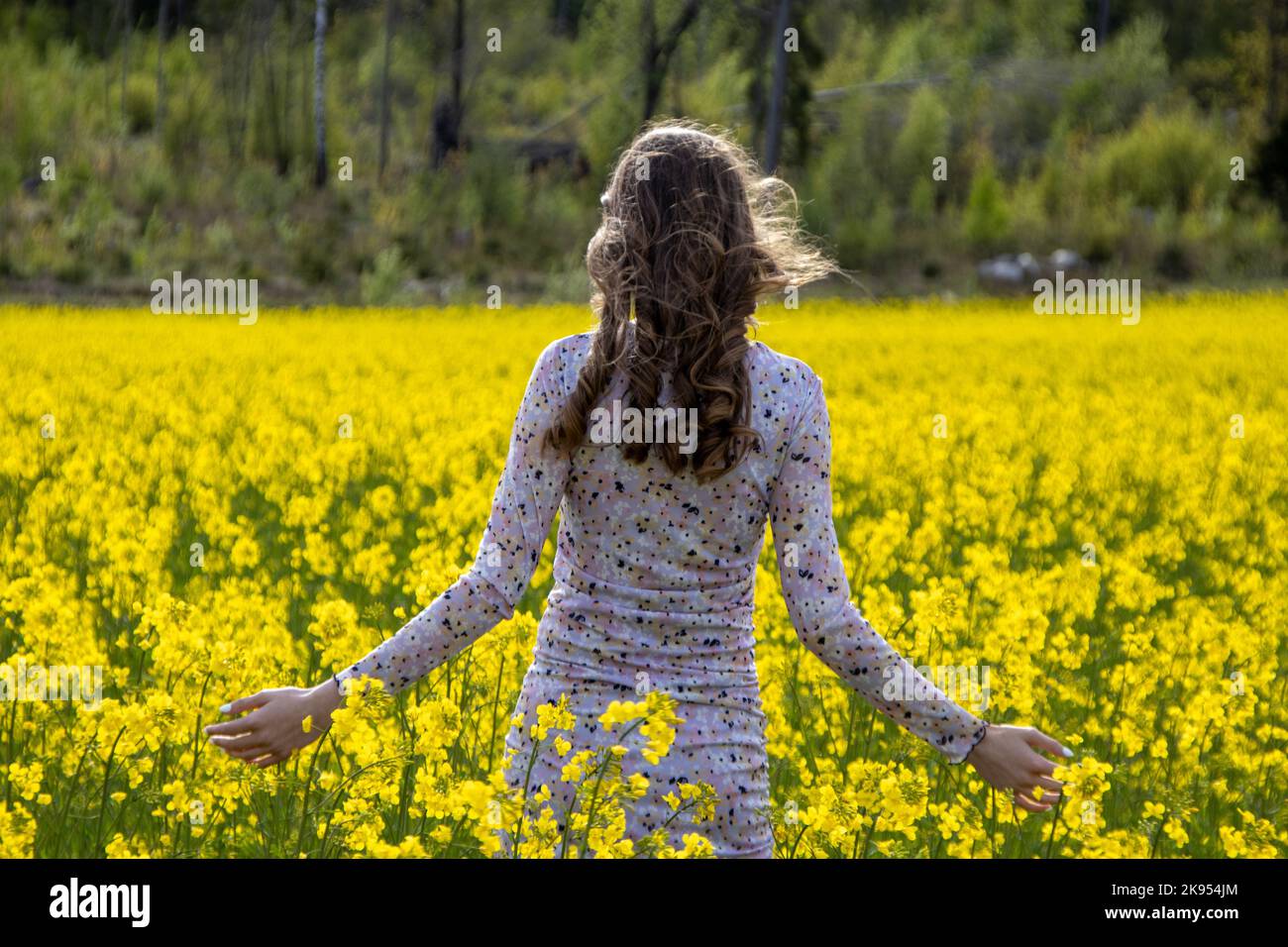 A rear view of young girl in a rapeseed field Stock Photo - Alamy