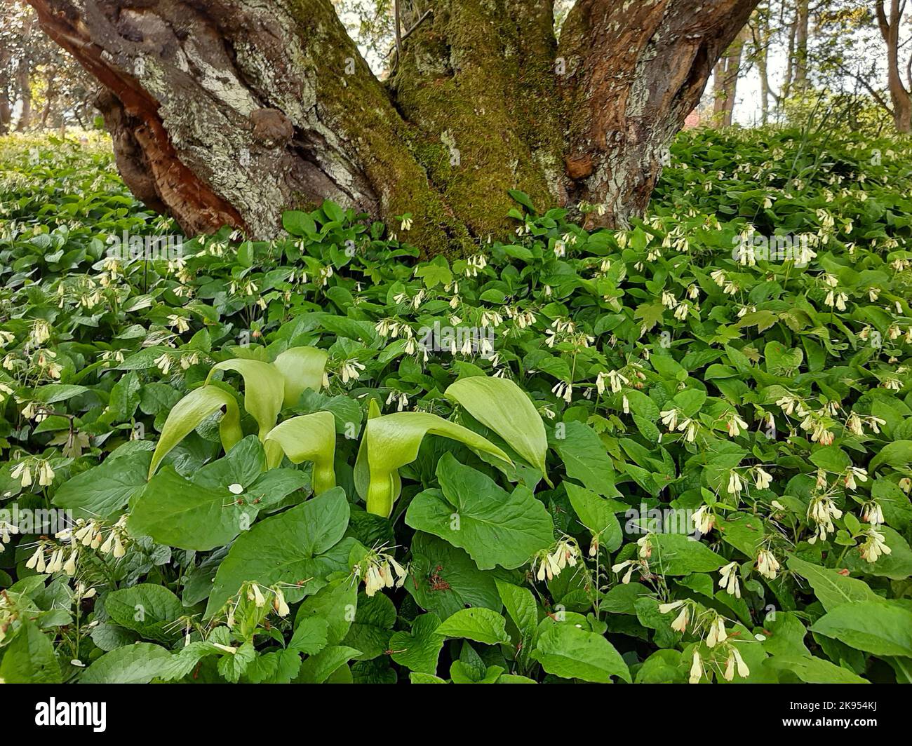 Dwarf Comfrey (Symphytum grandiflorum), blooming togethher with arum, Germany Stock Photo