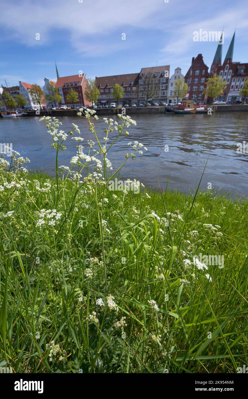 cow parsley, wild chervil (Anthriscus sylvestris), at river Trave, hansa town Luebeck, Germany, Schleswig-Holstein, Luebeck Stock Photo