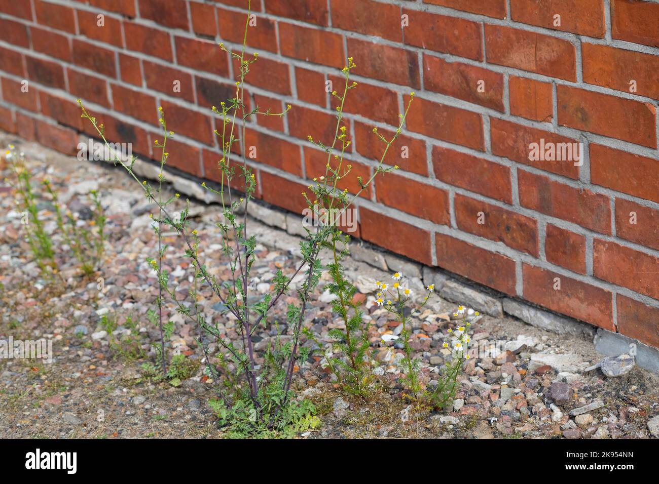 common hedge mustard, hairy-pod hedge mustard (Sisymbrium officinale), grows in gravel bed next to a wall, Germany Stock Photo