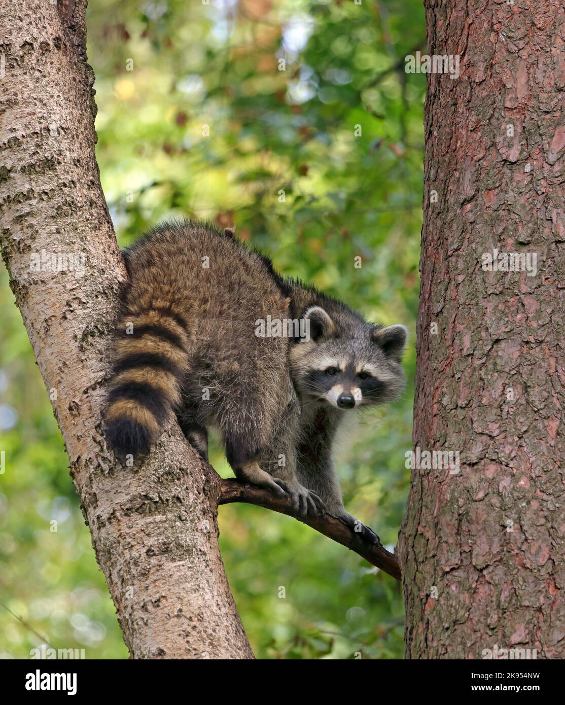 common raccoon (Procyon lotor), stands on a branch, Germany Stock Photo