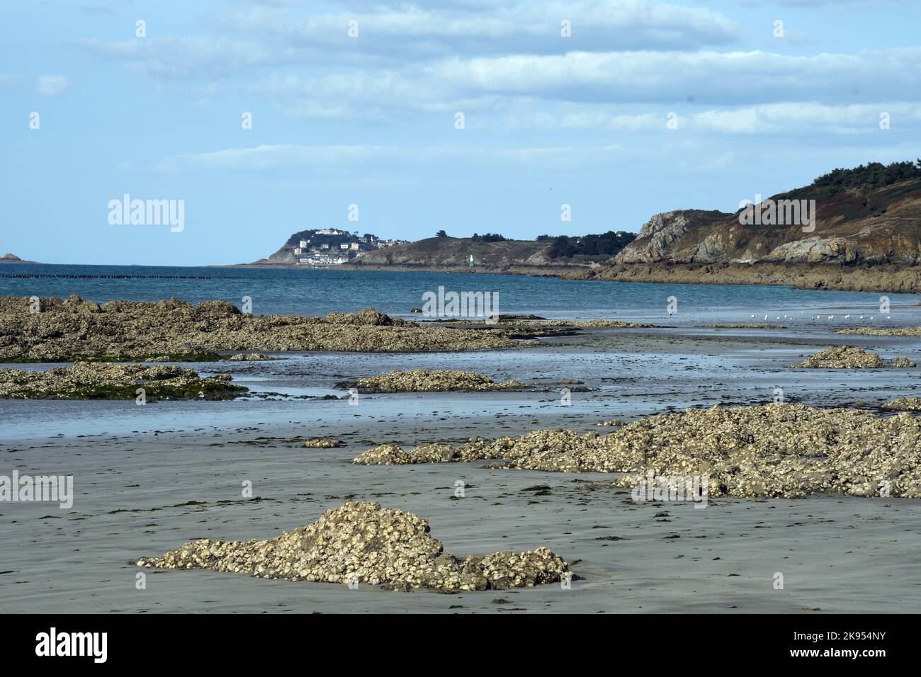 coastal landscape with oysters in the bay of SaintBrieuc, France