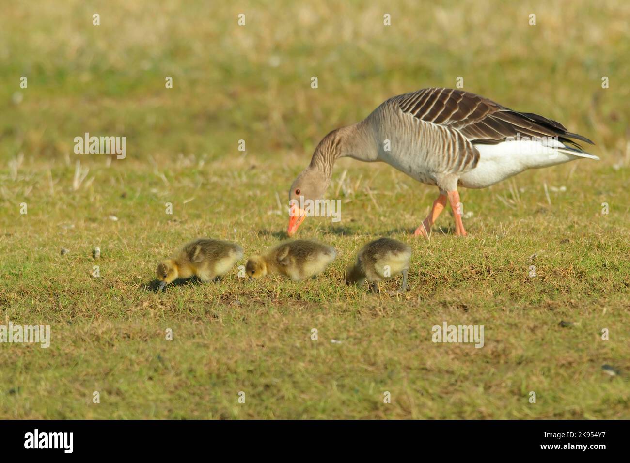 greylag goose (Anser anser), adult with goslings, Germany, North Rhine-Westphalia Stock Photo