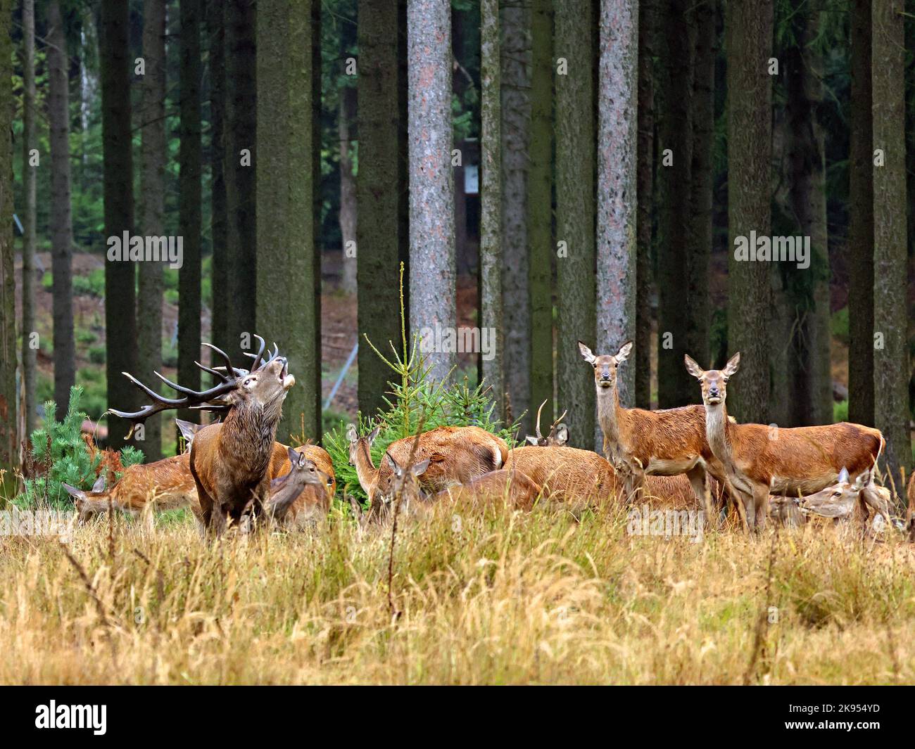 red deer (Cervus elaphus), roaring stag with hinds on a clearing, Germany Stock Photo